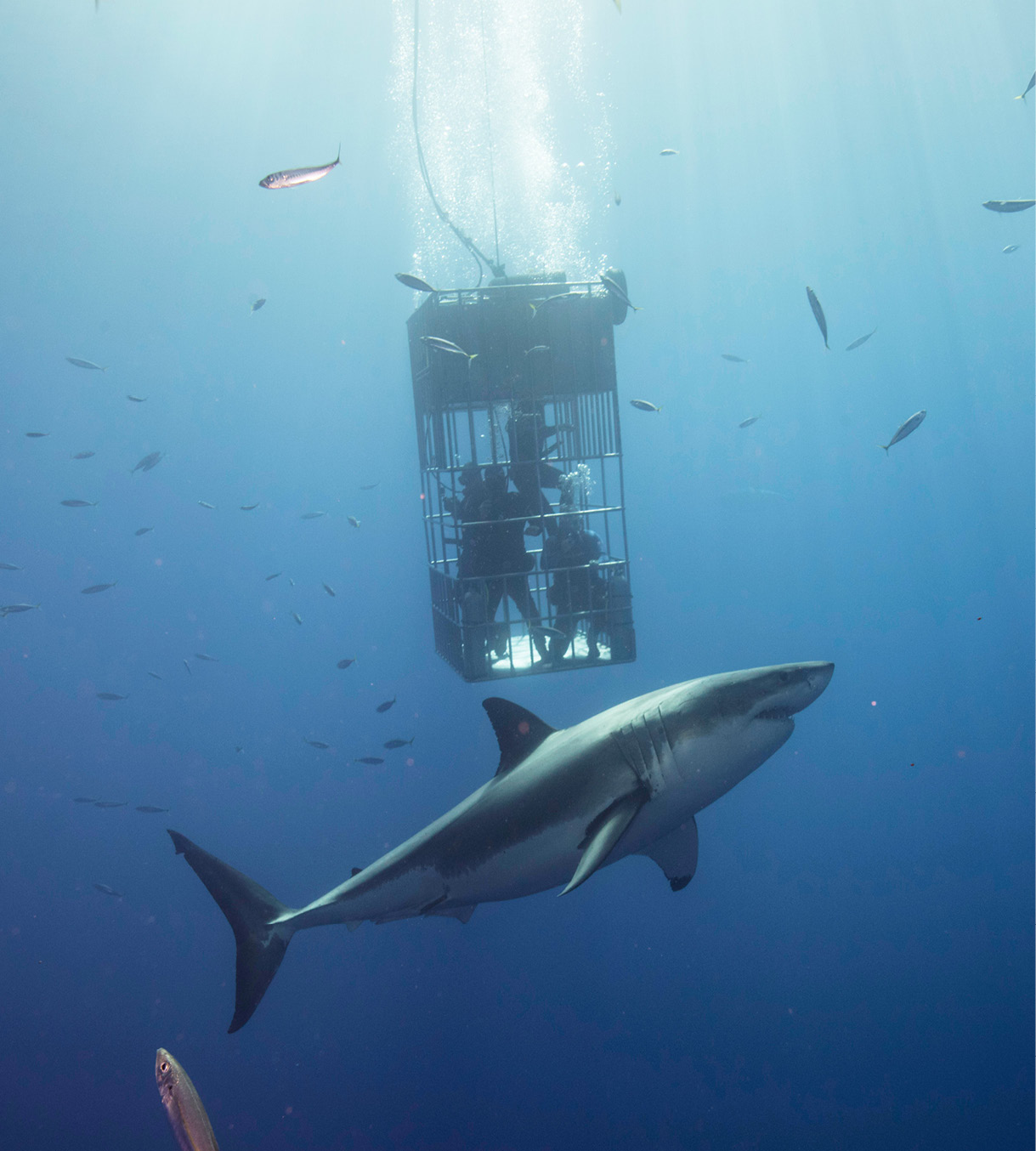 SHARK CAGE DIVING