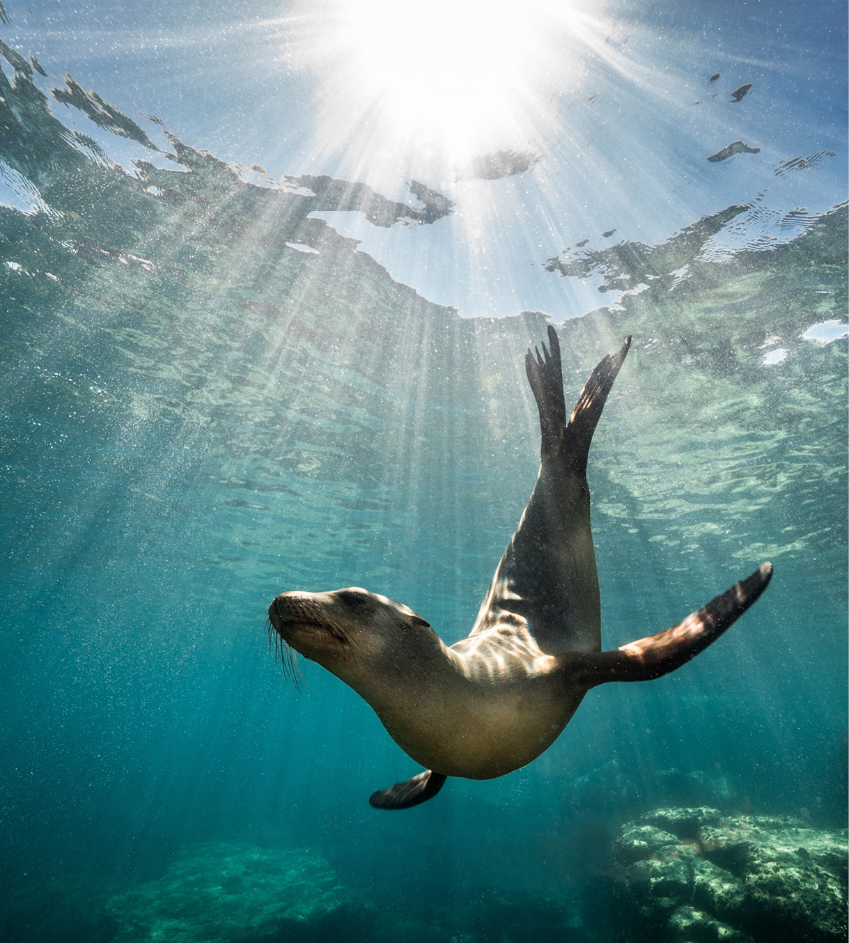 SNORKEL WITH SEALS